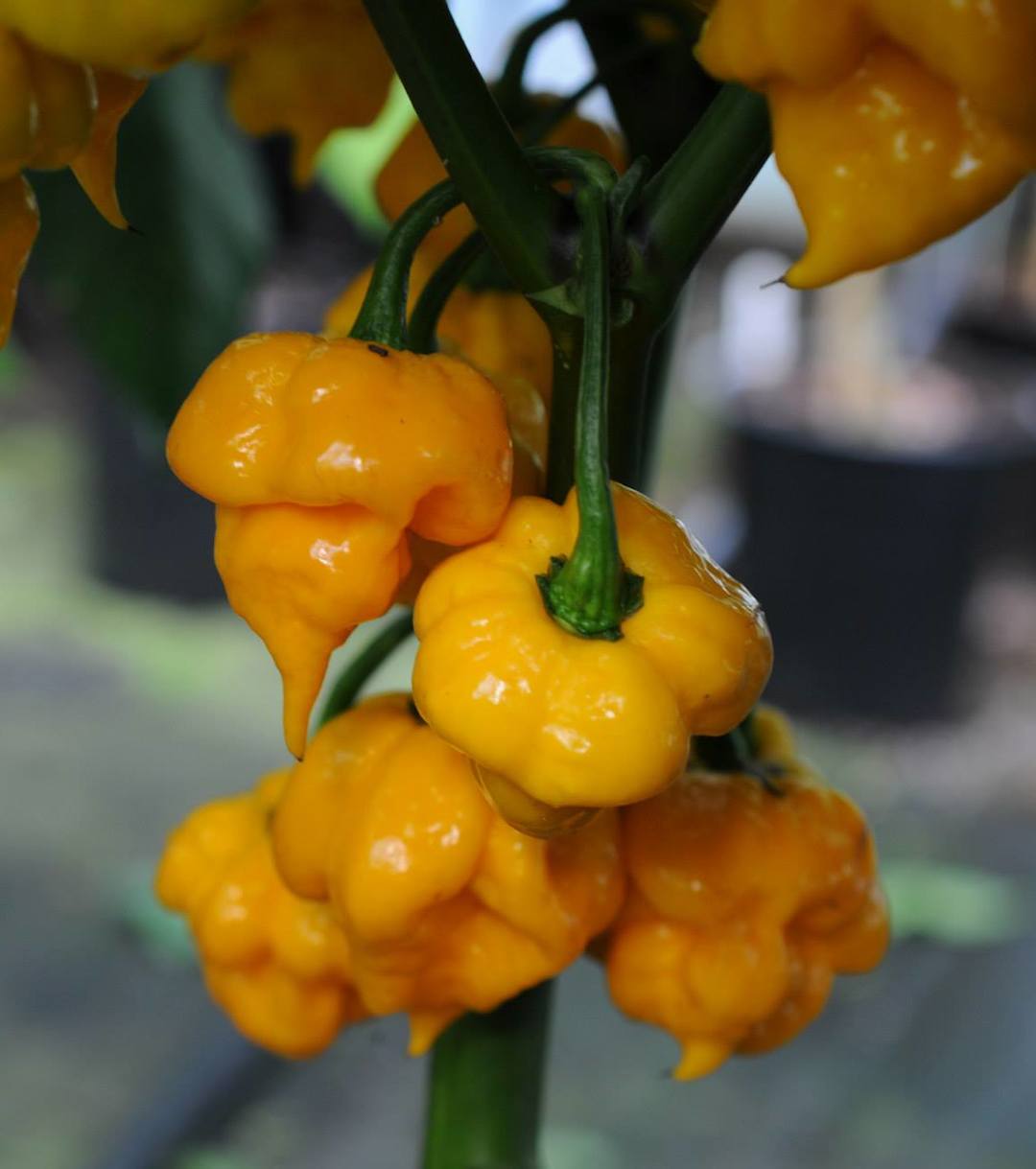 7 Pot Primo Orange - C. chinense