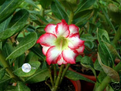 Ørkenrose - Adenium 'polaris'
