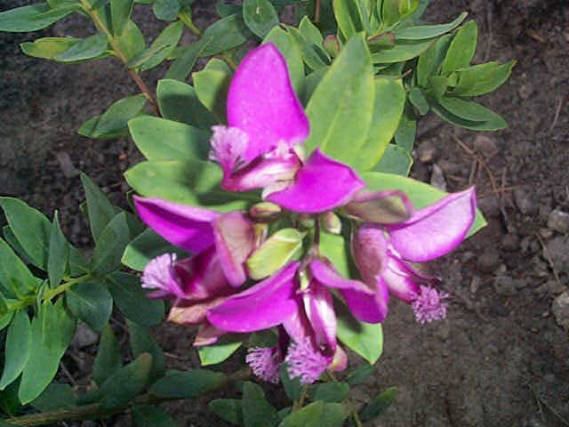 Mælkeurtetræ - Polygala Myrtifolia