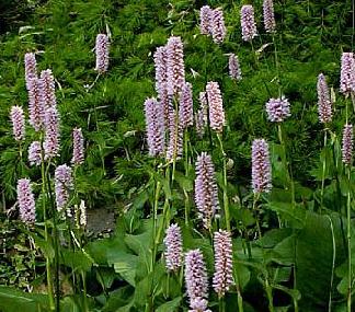 Slangeurt - polygonum bistorta