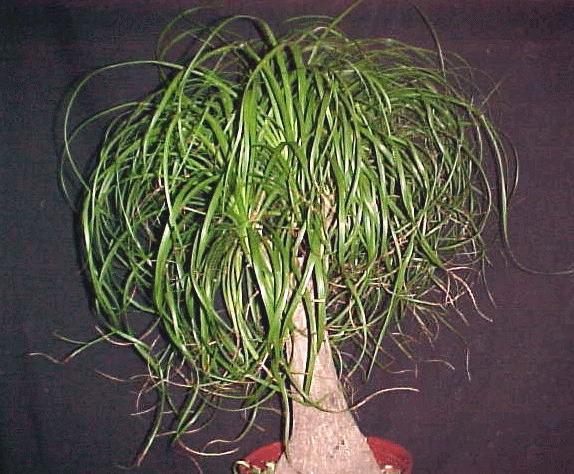 Elefantfod - Beaucarnea Recurvata