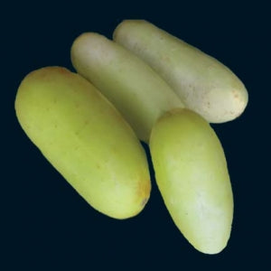 Agurk, Indisk - Poona Kheera