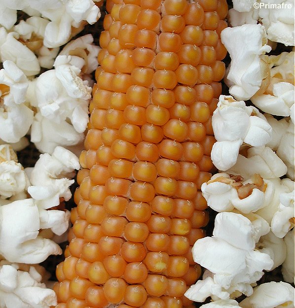 Popcorn Majs