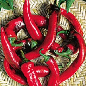 Portugal Fiery Hot