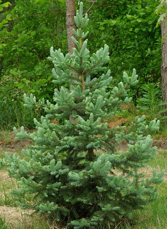 Blå Gran - Picea pungens glauca 'Apache' - 100 frø