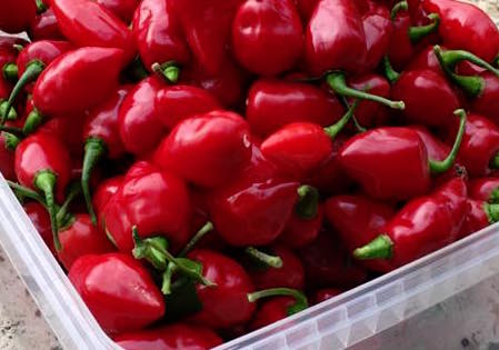 Rimmerhus Petite Rouge  - C. chinense F2