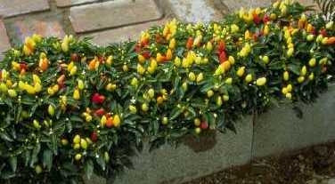 Praire Fire - Chili