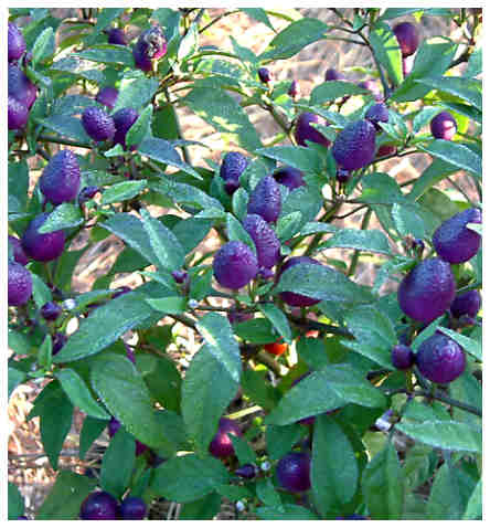Pretty in Purple – C. Annuum