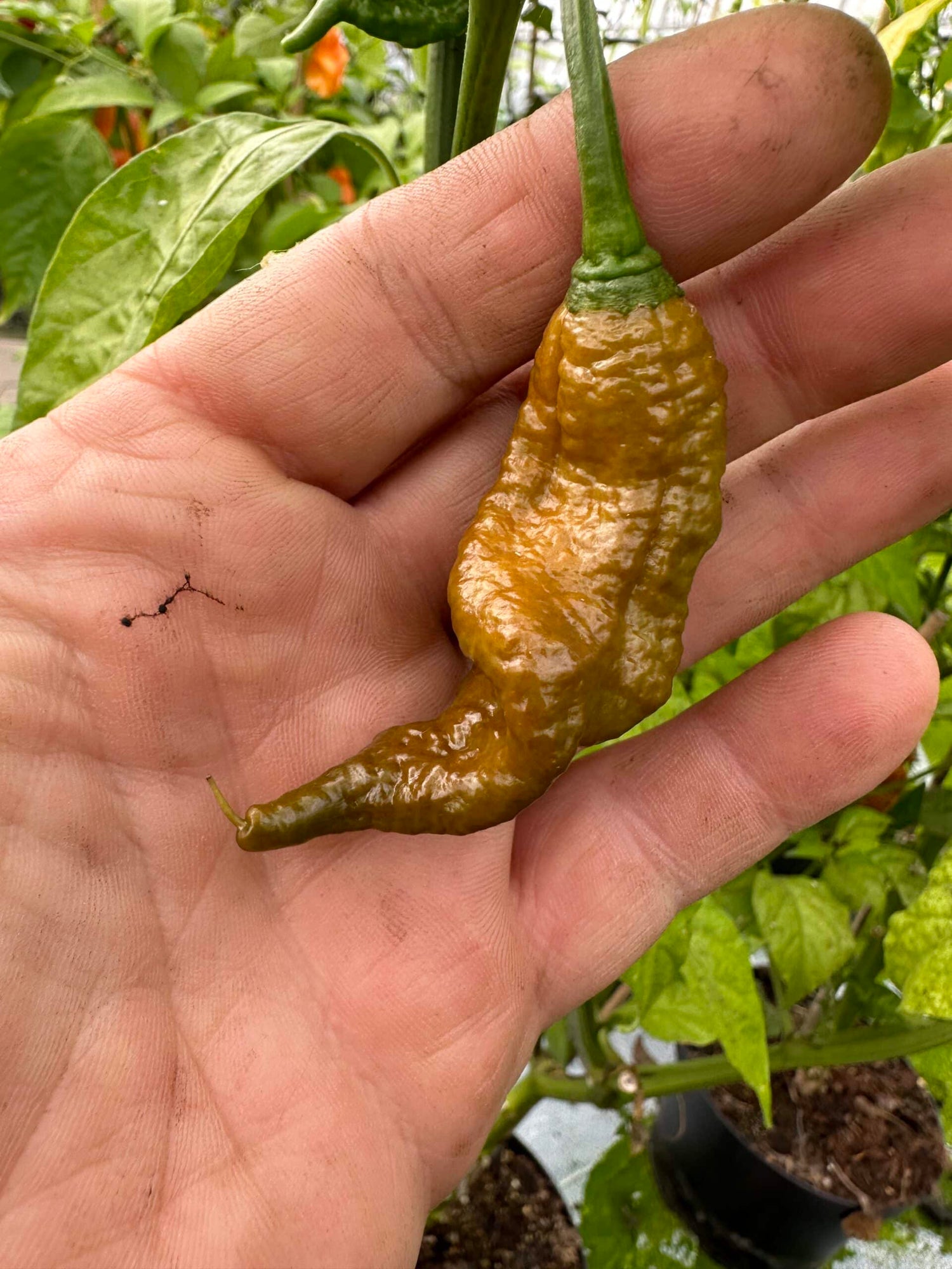 Primotalii Golden - C. chinense