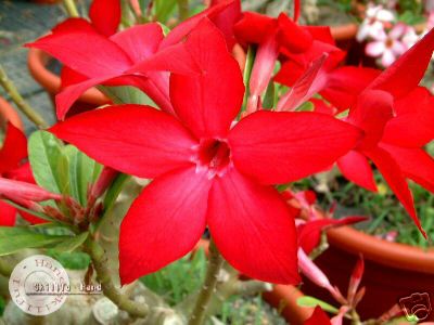 Ørkenrose - Adenium 'Prominent'