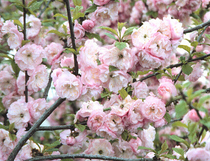 Rosenmandel - Prunus triloba