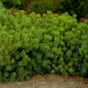 Dværgbjergfyr - Pinus mugo var. pumilio