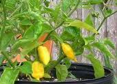 Habanero Punta Giallo - C.chinense