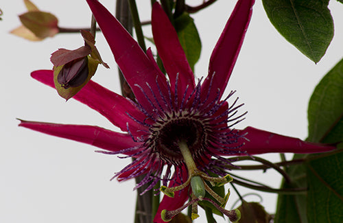 Passiflora 'Pura Vida' - plante