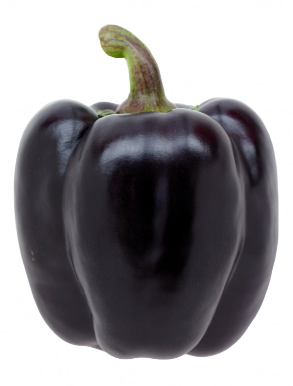 Purple Beauty - Lilla Peberfrugt