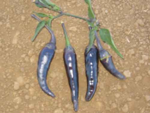 Cayenne Long Purple - C. annuum