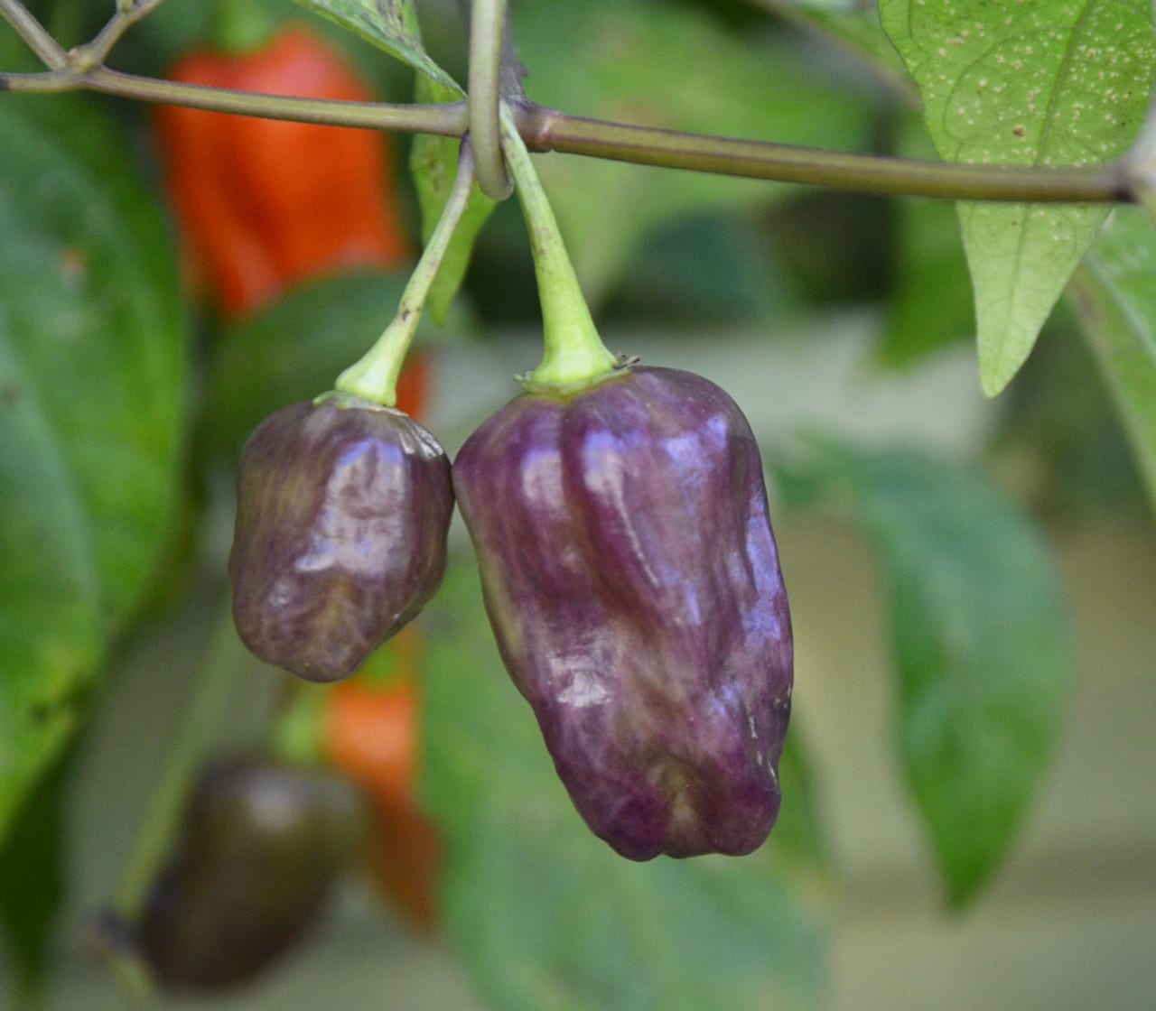 Purple Naga Viper - C.Chinense