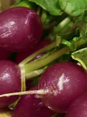 Radis -Purple Plum