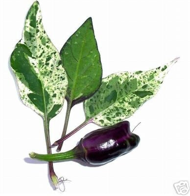 Purple Tiger - C.annuum
