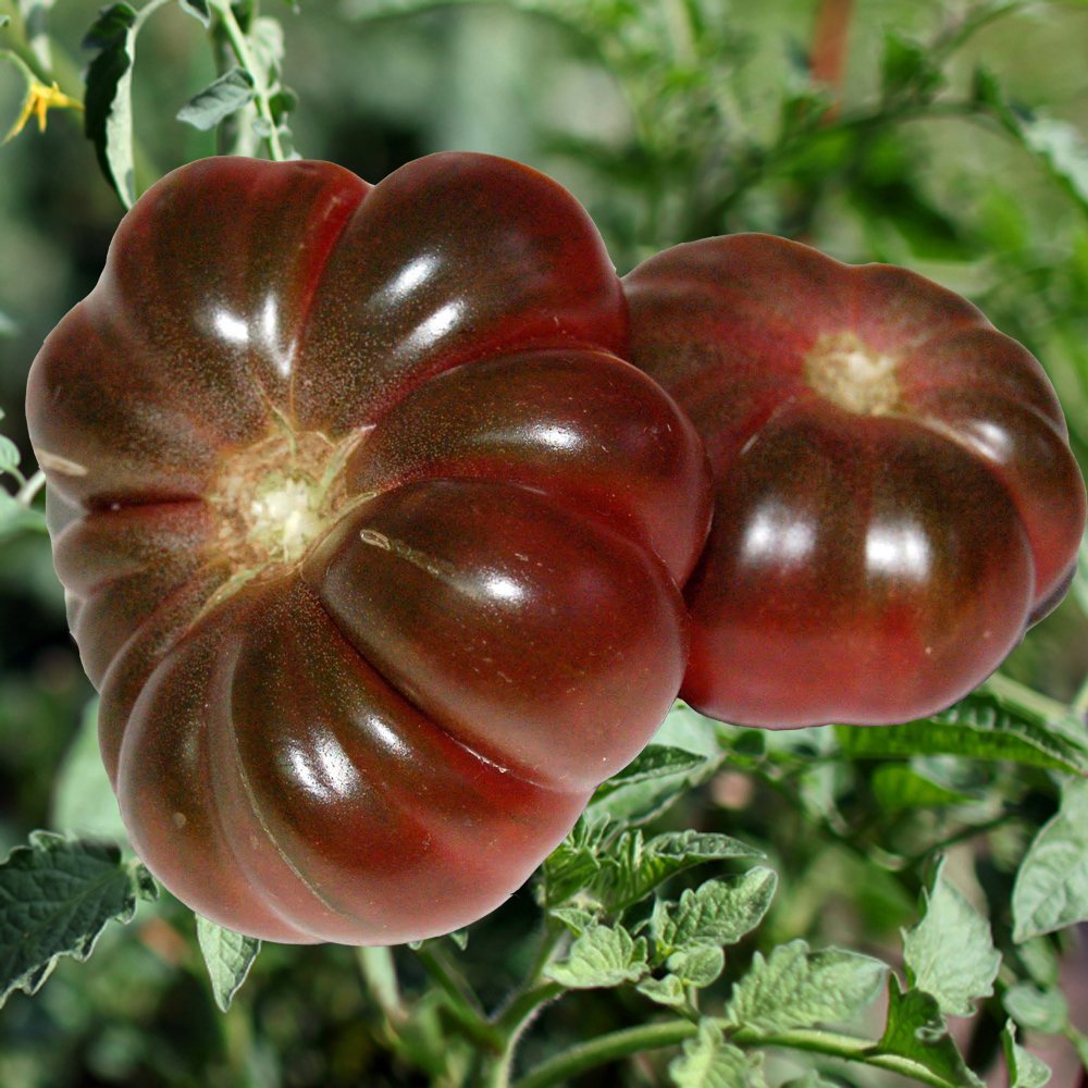 Purple Calabash - Tomat