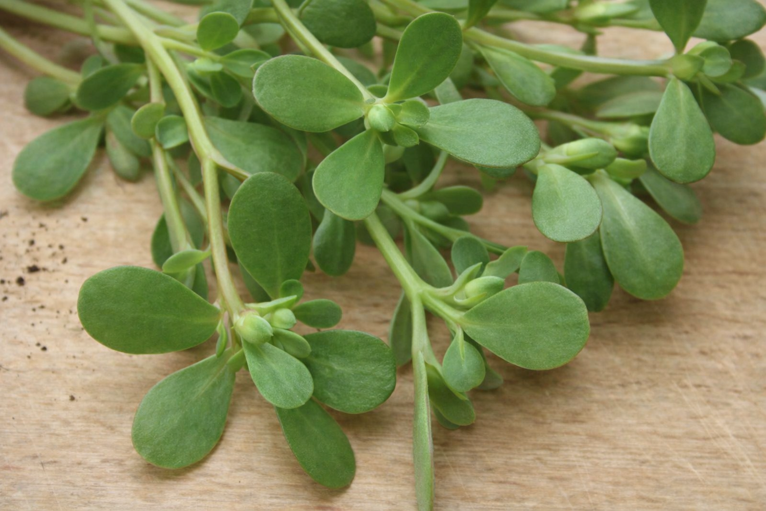 Haveportulak - grøn - Portulacca oleracea