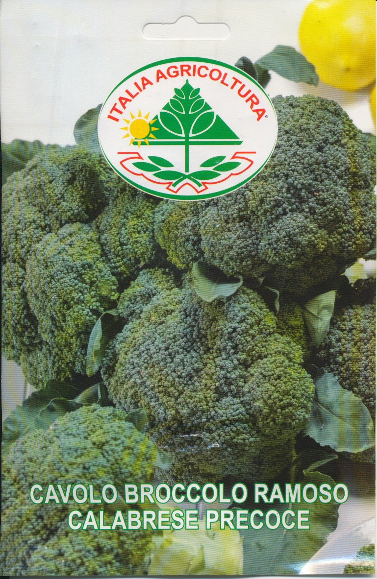 Kål, Broccoli - Ramoso Calabrese Precoce
