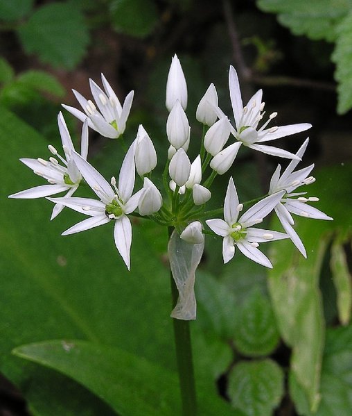 Ramsløg - Allium ursinum