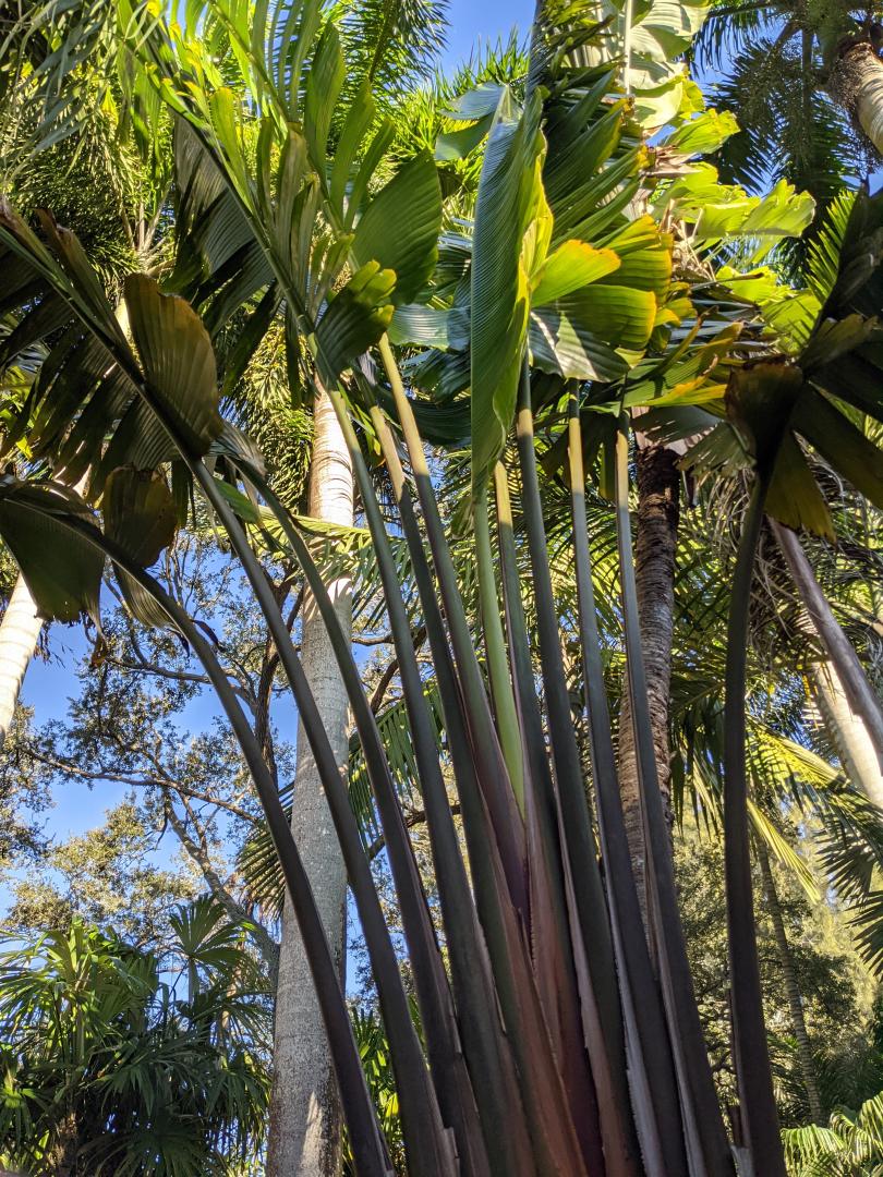 Ravenala sp. 'Honkondambo'