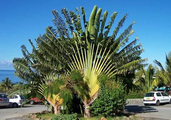 Travellers Palm - Ravenala madagascariensis