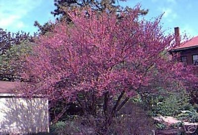 Judastræ - red bud - Cercis canadiensis
