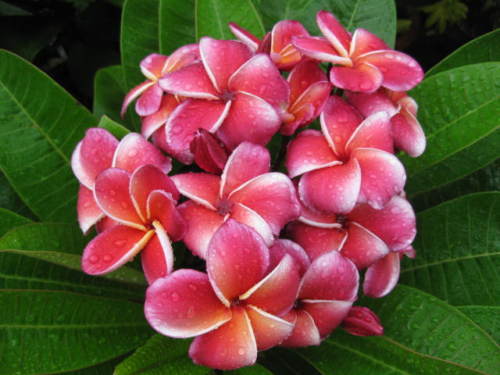 Plumeria -  Red Hybrid