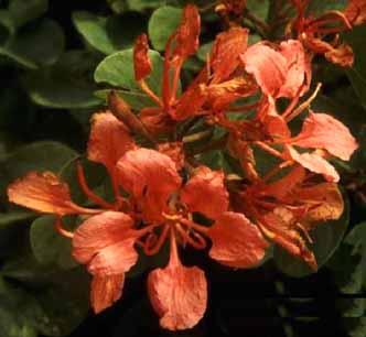 Orkidé træ - 'deep red' - Bauhinia Galpinii