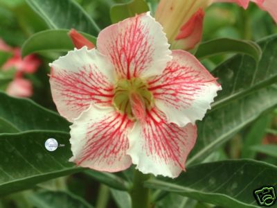 Ørkenrose - Adenium 'Red ripples'