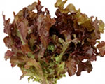 Salad Bowl Rød - pluksalat