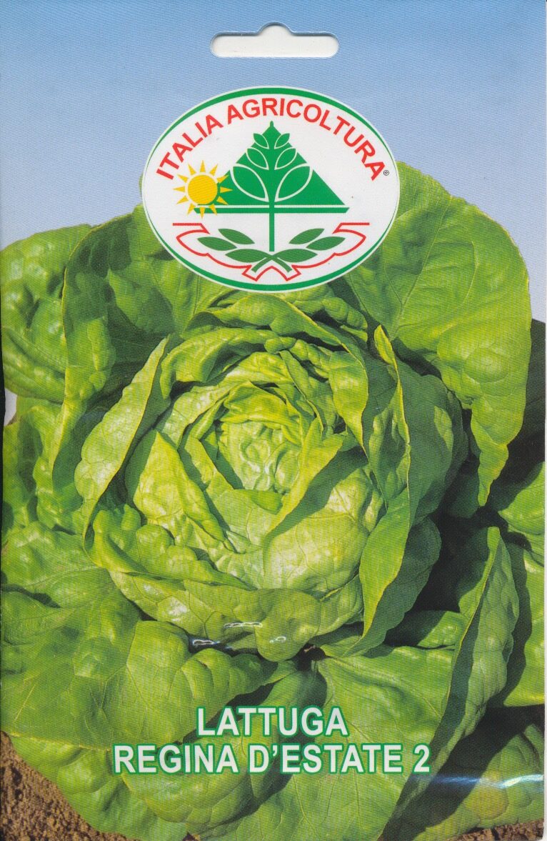 Salat, Blad - Regina D'Estate 2