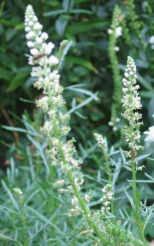 Duft Reseda - Reseda Odorata