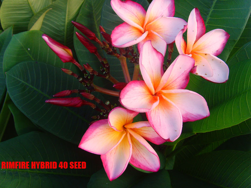 Plumeria - Rimfire