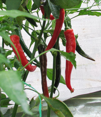 Ring of Fire - Plante