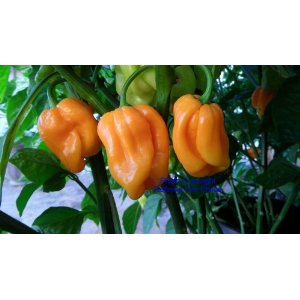 Roatan Pumpkin Habanero – C. chinense