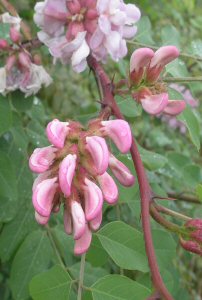 Lyserød Locust - Robinia Fertilis
