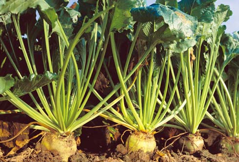 Sukkerroe - Beta vulgaris saccharifera