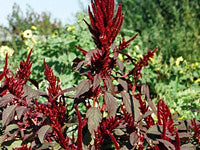 Amaranthus caudatus 'Rævehale'