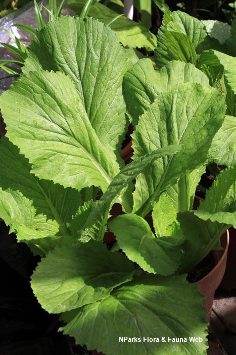 Hvid salat sennep -  Sinapis alba