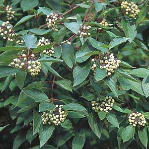 Rød Kornel - Cornus sanguinea