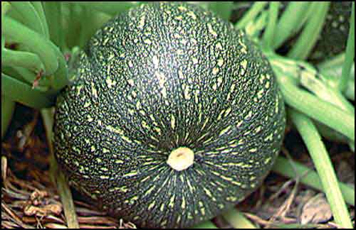Squash - Round Zucchini (sommer)