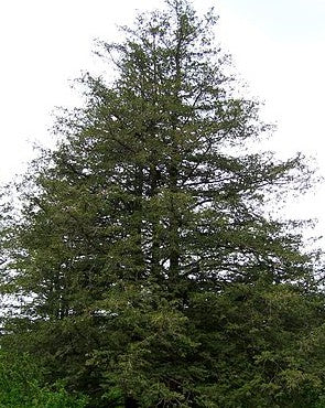 Ærtecypres - Chamaecyparis Pisifera