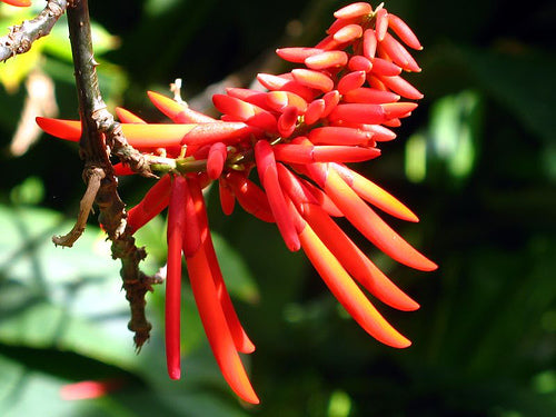Koral Træ - Erythrina Rubrinerva