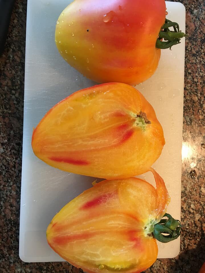 Orange Russian 117 - Tomat
