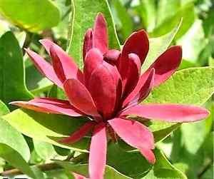 Calycanthus floridus var. glaucus