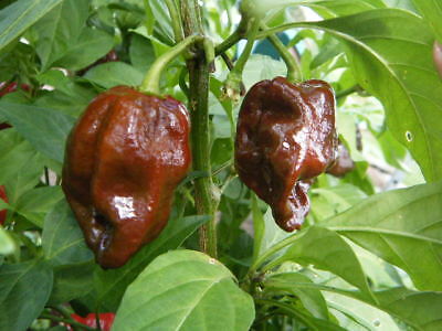 7 pot Douglah chocolate – C. chinense